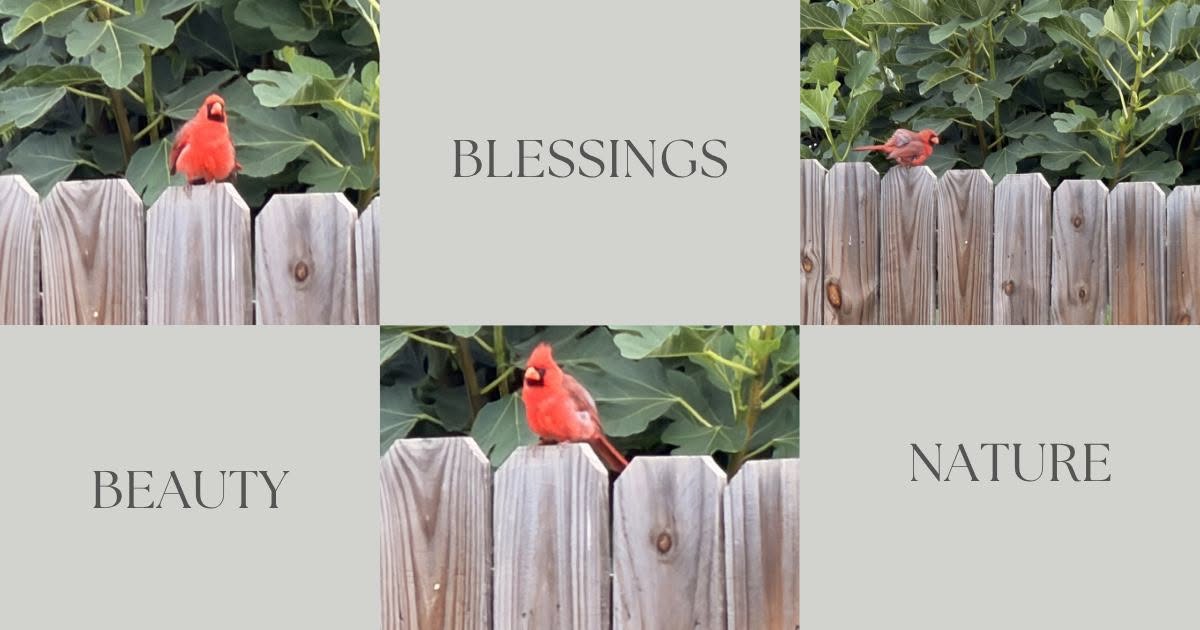Cardinal nature image with peaceful message